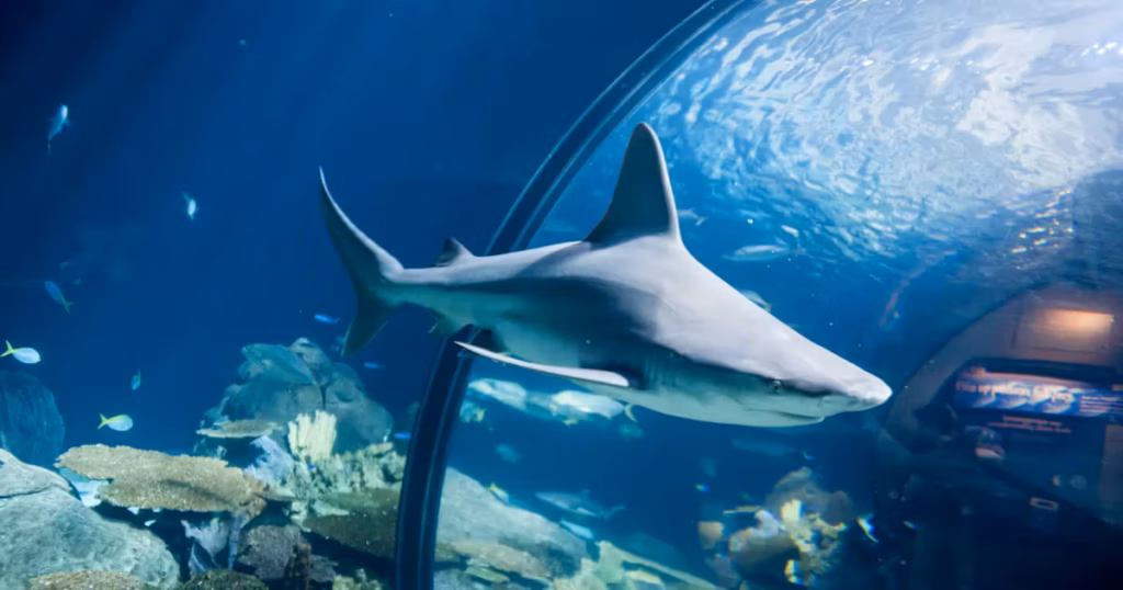 Shedd Aquarium en Chicago con vista al lago Michigan mostrando su importancia en turismo y ciencia en Illinois
