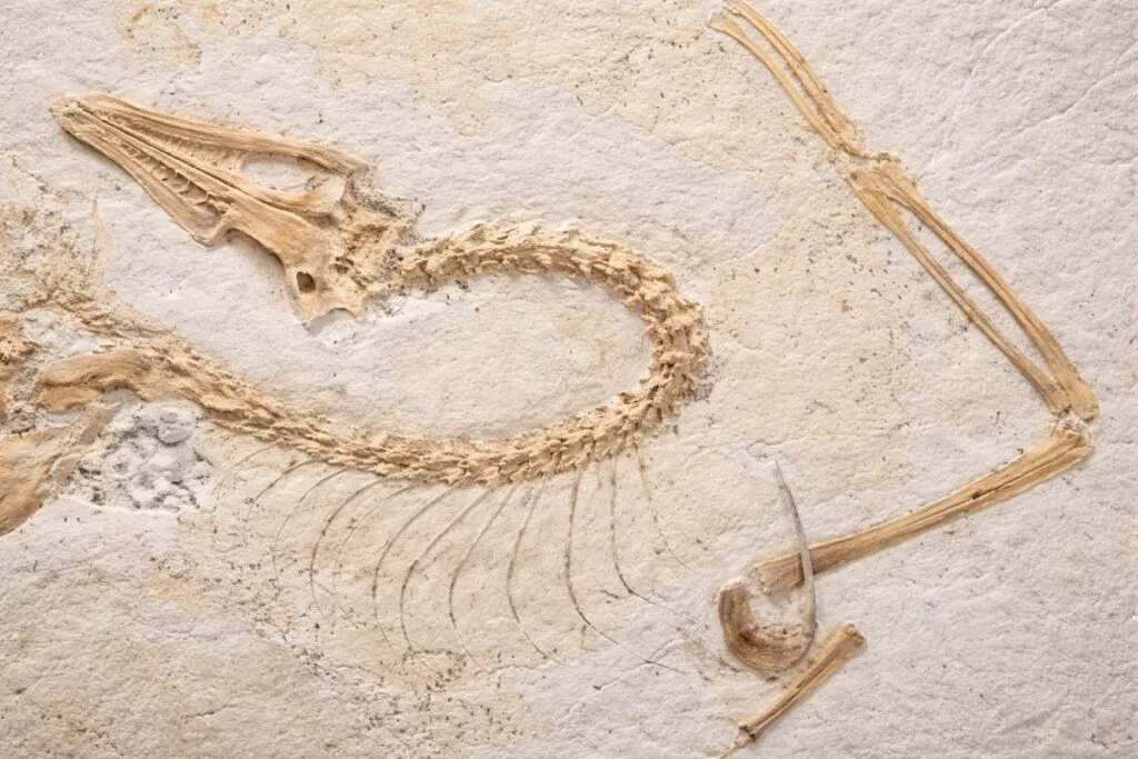 Reconstrucción del Archaeopteryx en Chicago confirma la evolución de aves desde dinosaurios con nuevas técnicas científicas modernas