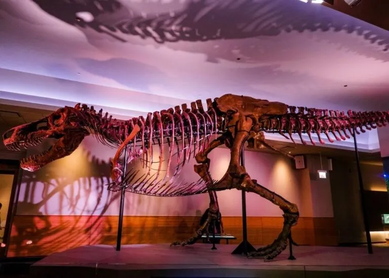 Experiencia inmersiva donde ver dinosaurios en Chicago con fósiles y exhibiciones en museo