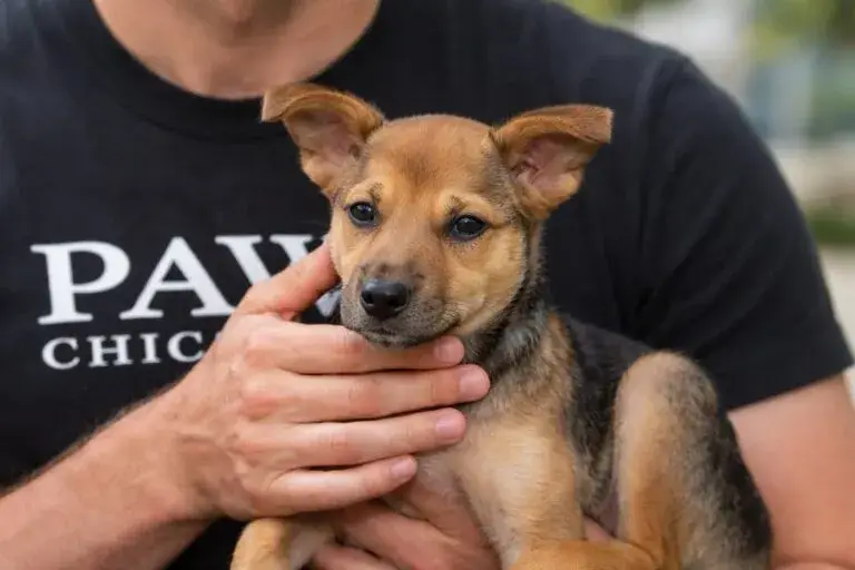 PAWS Chicago Louisa en refugio de Chicago promoviendo adopción responsable y bienestar animal en Estados Unidos