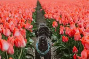Tulipanes tóxicos para perros en Chicago durante primavera con mascotas en parques urbanos
