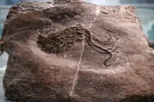 fósil de pulpo analizado en laboratorio en Estados Unidos con tecnología moderna