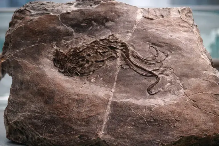 fósil de pulpo analizado en laboratorio en Estados Unidos con tecnología moderna