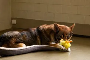 Campaña de adopción de perros en Chicago con mascotas rescatadas buscando un hogar permanente