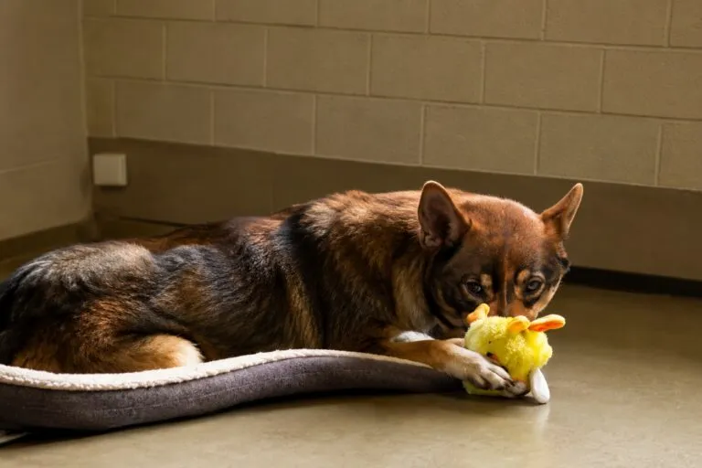 Campaña de adopción de perros en Chicago con mascotas rescatadas buscando un hogar permanente