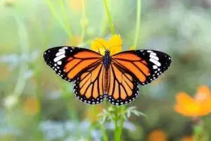 Mariposas en Chicago volando entre jardines urbanos y espacios naturales durante primavera