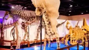 Exhibición Museo de fósiles Pokémon en Chicago con experiencia interactiva y temática paleontológica