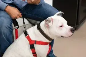 Familias participan en adopción de mascotas durante el evento BARK en Chicago e Illinois