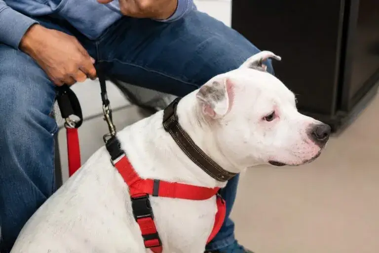 Familias participan en adopción de mascotas durante el evento BARK en Chicago e Illinois