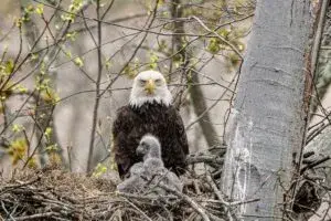 Aguilucho en Chicago dentro de un parque protegido cerca del lago Michigan en Estados Unidos