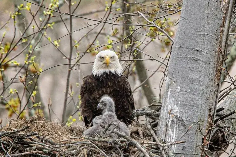 Aguilucho en Chicago dentro de un parque protegido cerca del lago Michigan en Estados Unidos