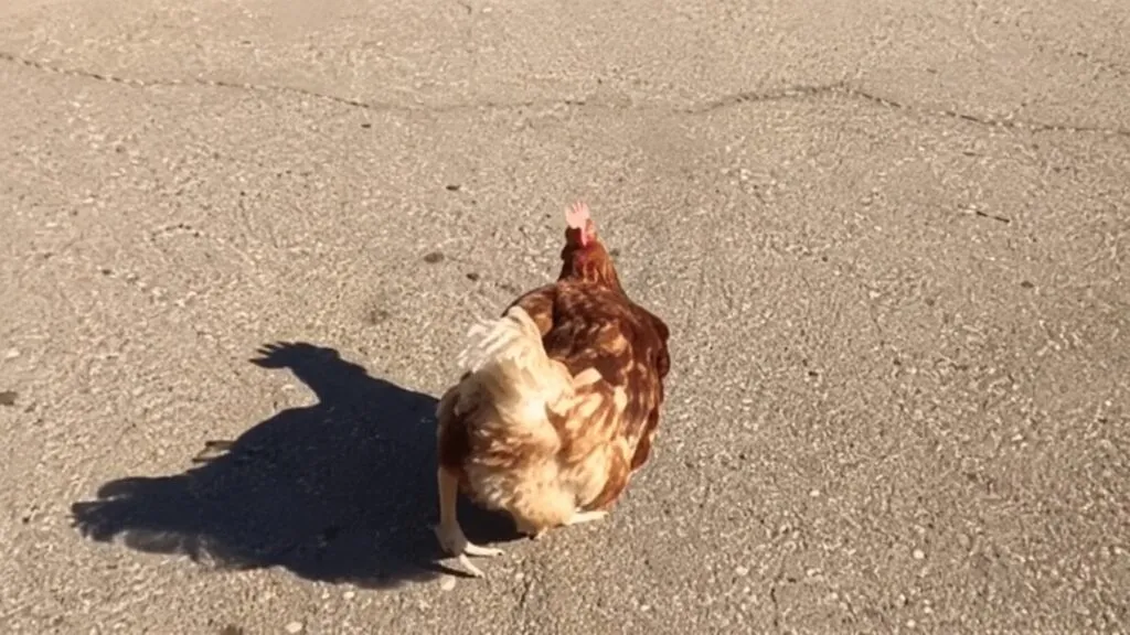 Gallina en Chicago cruzando la Interestatal 290 durante el tráfico matutino en una escena viral
