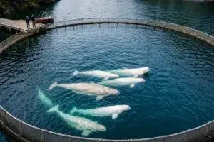 Belugas rescatadas llegan al Shedd Aquarium de Chicago en una operación internacional de conservación marina