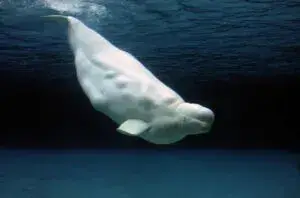 Chicago recibe cuatro belugas tras cierre de parque marino canadiense