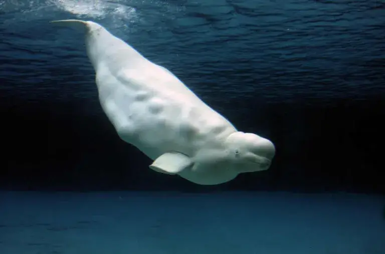 Chicago recibe cuatro belugas tras cierre de parque marino canadiense