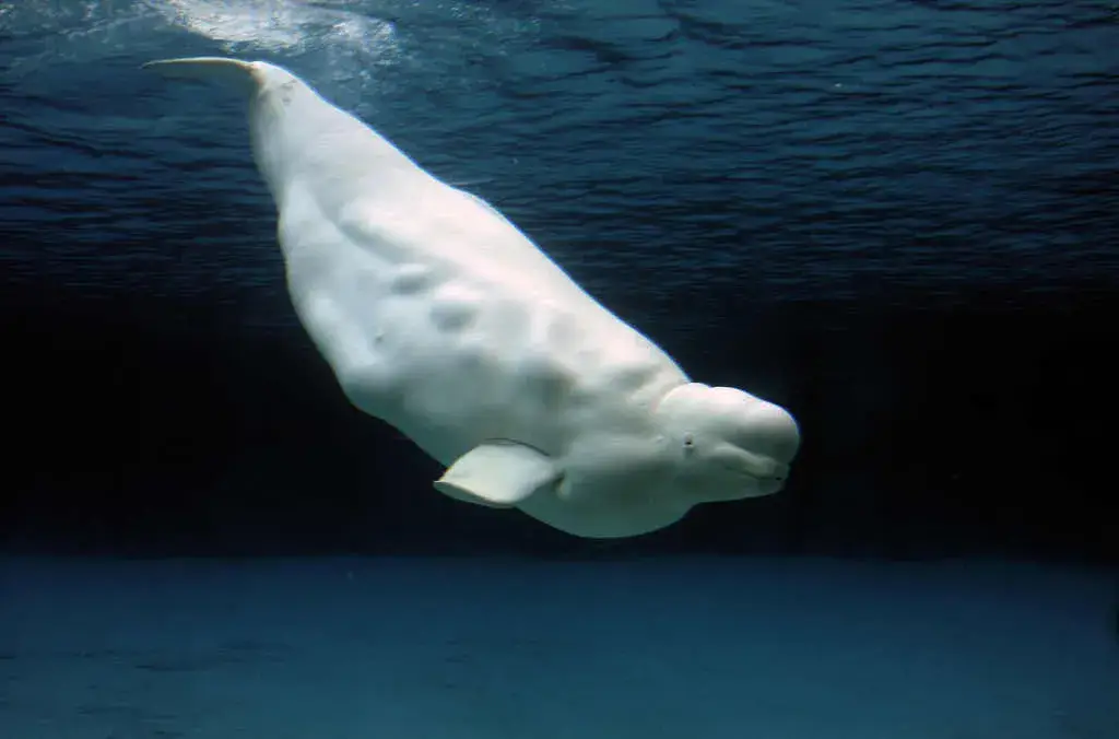 Chicago recibe cuatro belugas tras cierre de parque marino canadiense