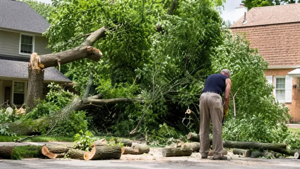 Tormentas en Chicago con árboles caídos, apagones y labores de recuperación en suburbios del oeste de Illinois