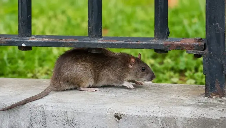 Control de ratas en Chicago