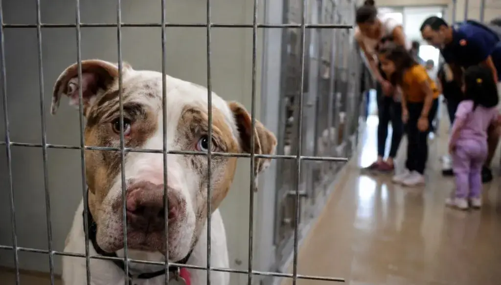 Mascotas en Chicago participan en campaña de adopción con refugios locales y apoyo comunitario para encontrar un hogar.