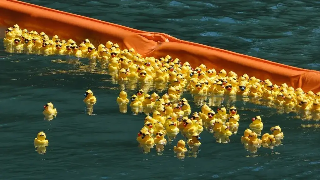 Chicago Ducky Derby reúne miles de patos en el río para apoyar programas de Special Olympics Illinois