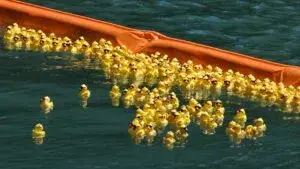 Chicago Ducky Derby reúne miles de patos en el río para apoyar programas de Special Olympics Illinois
