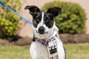 Vacunas contra la rabia en Cook County para proteger perros y gatos mediante clínicas gratuitas para familias de Chicago.
