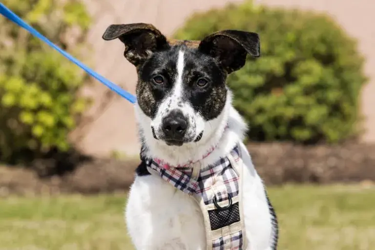 Vacunas contra la rabia en Cook County para proteger perros y gatos mediante clínicas gratuitas para familias de Chicago.