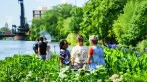 Wild Mile transforma el río Chicago con jardines flotantes que recuperan hábitats y apoyan la biodiversidad urbana.