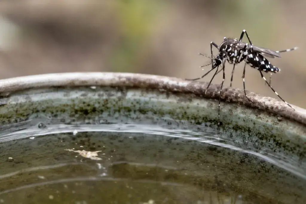 Virus del Nilo Occidental activa medidas de prevención contra mosquitos en Chicago