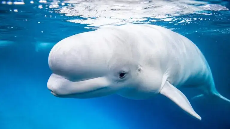 Belugas en Chicago bajo cuidados especializados en el Shedd Aquarium