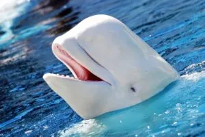 Shedd Aquarium investiga las muertes recientes de belugas mientras especialistas mantienen vigilancia sobre los ejemplares en Chicago.