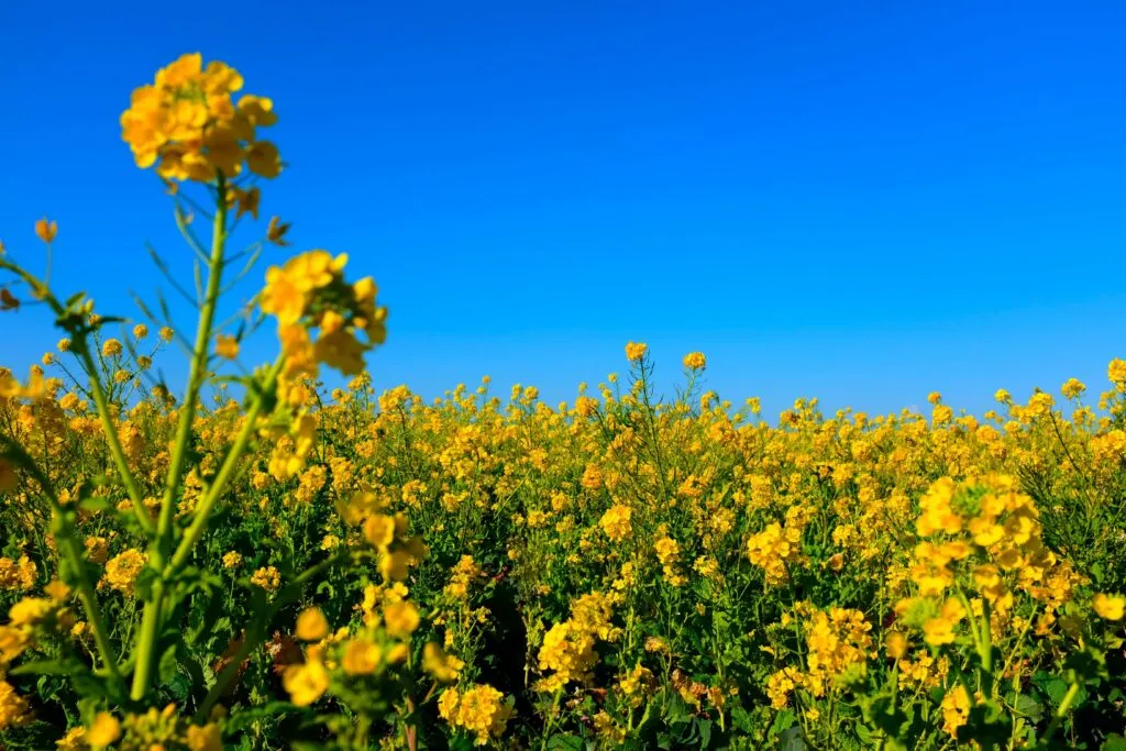 Granos de soya de Chicago junto a flores y semillas de canola, productos cuyos precios avanzaron en los mercados agrícolas internacionales.